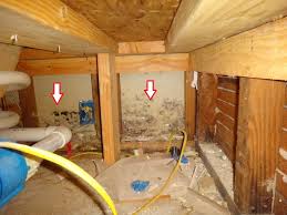 mold inspection image 
